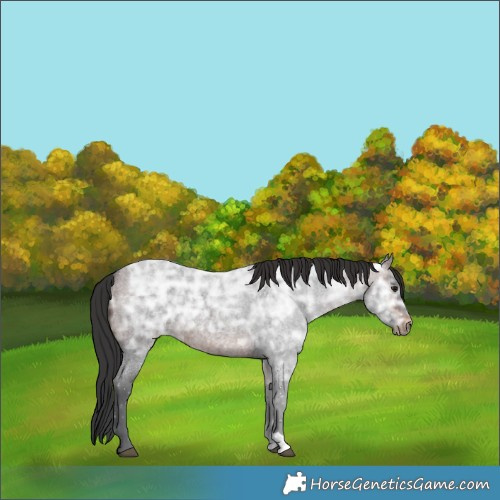 Horse Color:Brown Ice Roan Rabicano 