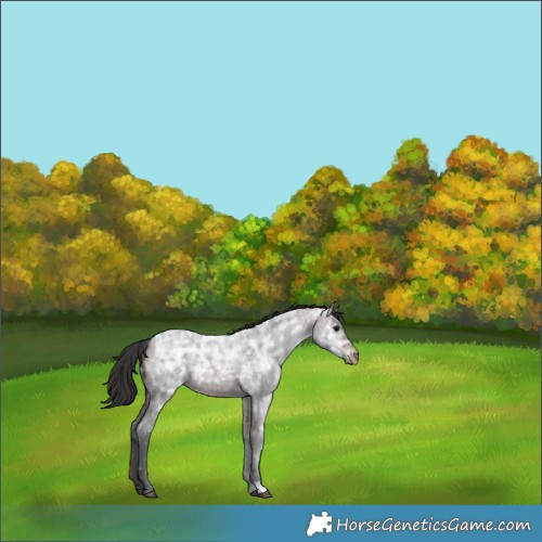 Horse Color:Brown Ice Roan Rabicano 
