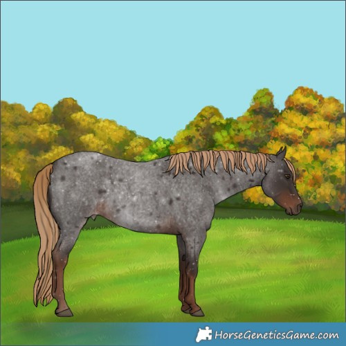 Horse Color:Liver Red Roan Rabicano 