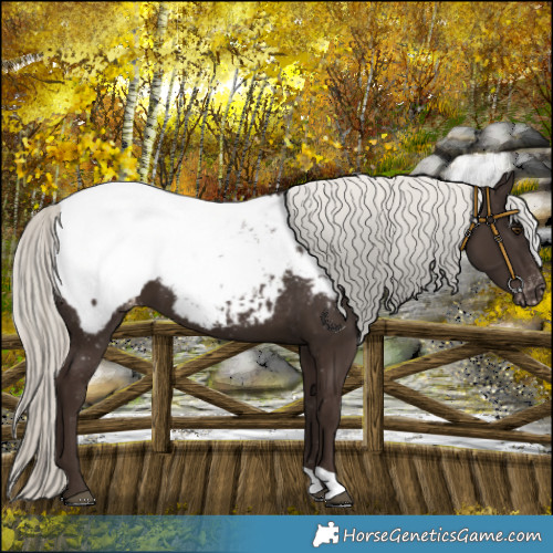 Horse Color:Liver Chestnut Mushroom Snowcap 