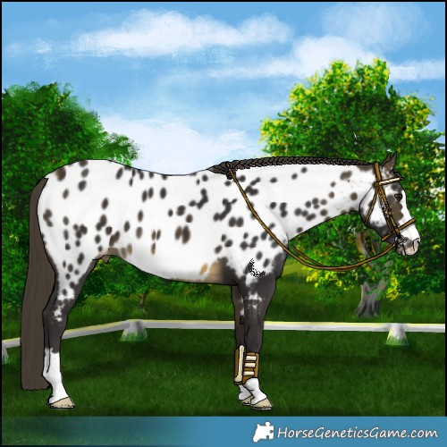 Horse Color:Buckskin Mushroom Near Leopard 