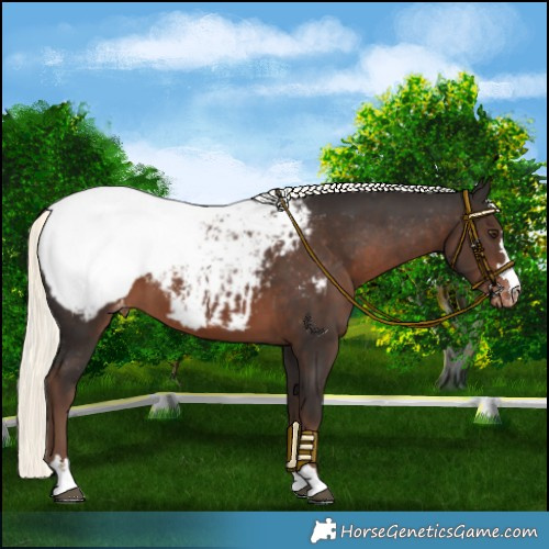 Horse Color:Liver Chestnut Mushroom Near Fewspot 