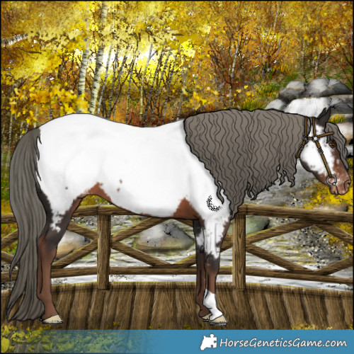 Horse Color:Liver Chestnut Mushroom Near Fewspot