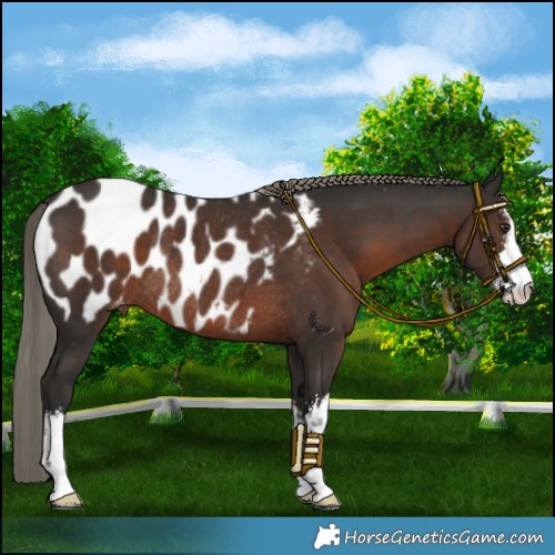 Horse Color:White Spotted Liver Chestnut Mushroom Blanket Rabicano 