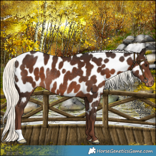 Horse Color:Liver Chestnut Mushroom Near Leopard Rabicano