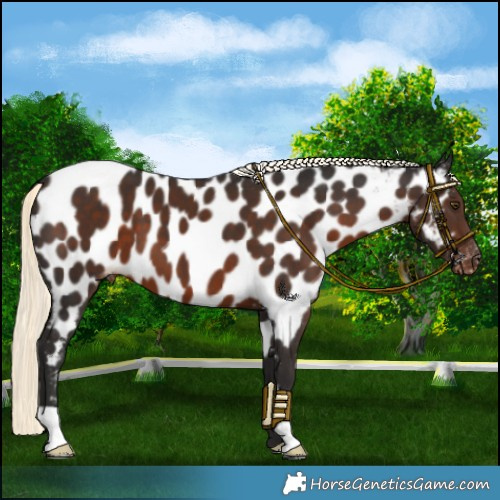 Horse Color:Liver Chestnut Mushroom Near Leopard 
