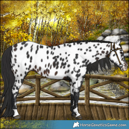 Horse Color:Brown Mushroom Near Leopard