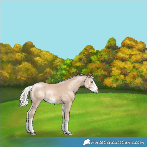 Horse Color:White Spotted Silver Smoky Creme Splash Appaloosa 