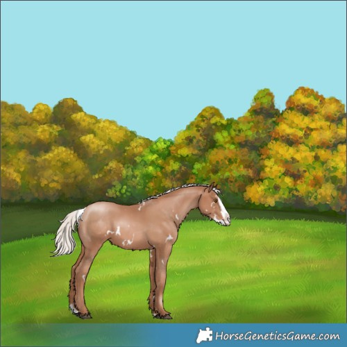 Horse Color:White Spotted Silver Black Pearl Splash Appaloosa 