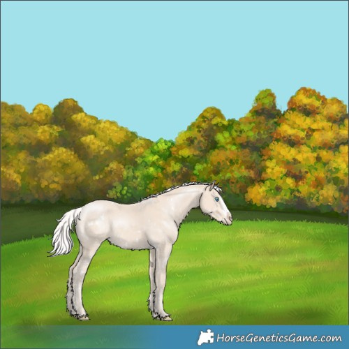 Horse Color:White Spotted Silver Smoky Creme Splash Appaloosa 