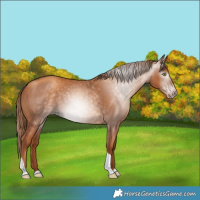 Horse Color:Gray Gold Champagne Tobiano 