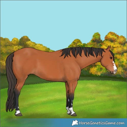 Horse Color:Bay 