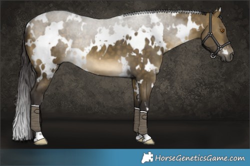Horse Color:White Spotted Buckskin Dun 