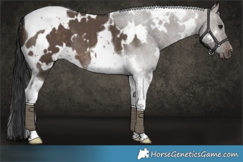 Horse Color:White Spotted Brown Dun Tobiano