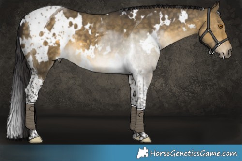 Horse Color:White Spotted Buckskin Dun Tobiano 