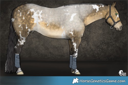 Horse Color:White Spotted Buckskin Dun
