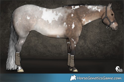 Horse Color:White Spotted Brown Dun