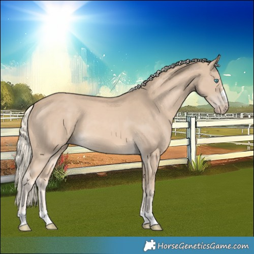 Horse Color:Cremello