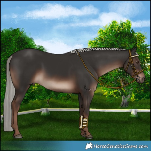 Horse Color:Liver Chestnut Mushroom 