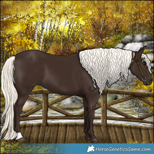 Horse Color:Liver Chestnut Mushroom