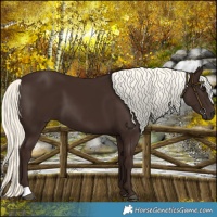 Horse Color:Liver Chestnut Mushroom