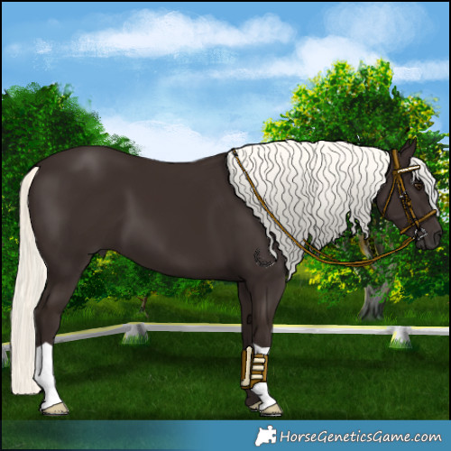 Horse Color:Liver Chestnut Mushroom 
