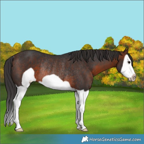 Horse Color:Brown Splash Frame Rabicano 