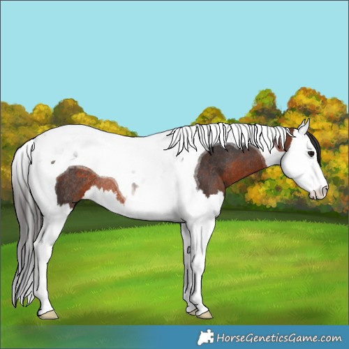 Horse Color:Bay Splash Tobiano Rabicano 