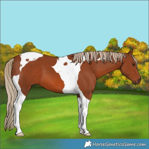 Horse Color:Chestnut Tobiano
