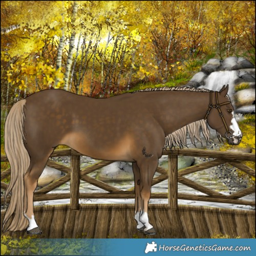Horse Color:Chocolate Palomino Mushroom 