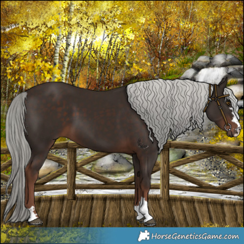 Horse Color:Liver Chestnut Mushroom 