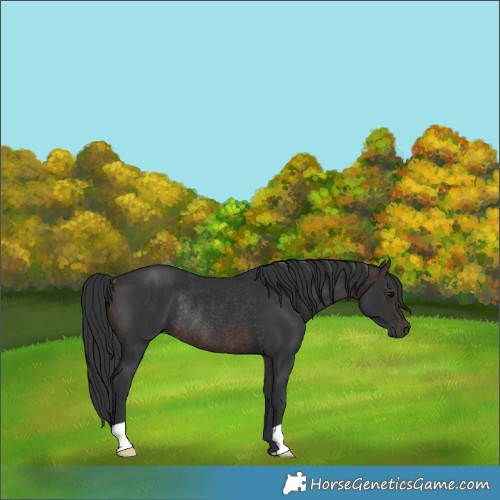 Horse Color:Brown Rabicano
