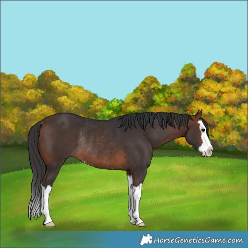 Horse Color:Bay Splash Rabicano