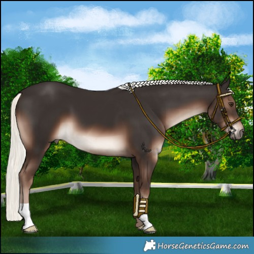 Horse Color:Liver Chestnut Mushroom