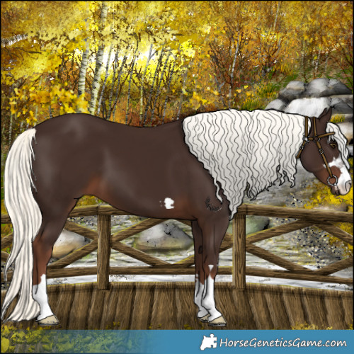 Horse Color:Liver Chestnut Mushroom