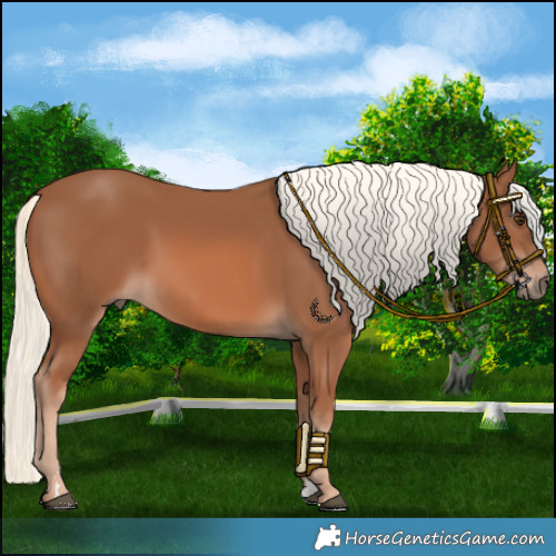 Horse Color:Chestnut Mushroom