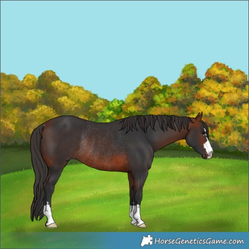 Horse Color:Bay Rabicano 