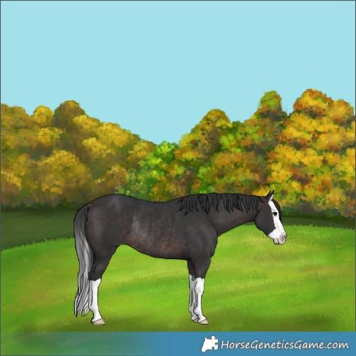 Horse Color:Brown Splash Rabicano 