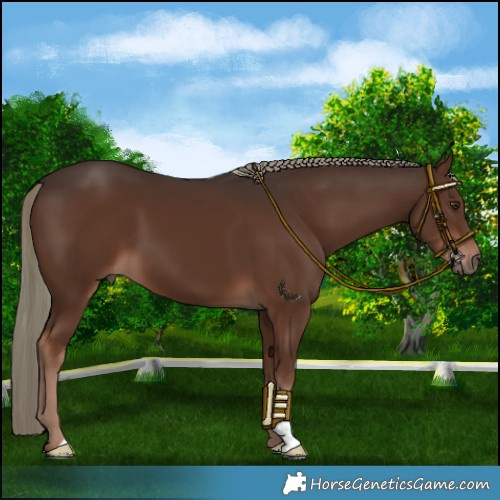 Horse Color:Liver Chestnut Mushroom 