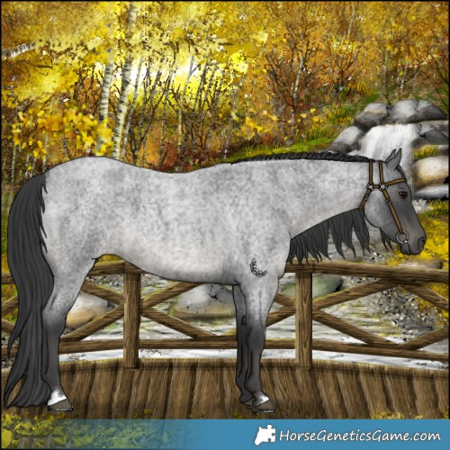Horse Color:Blue Roan Mushroom