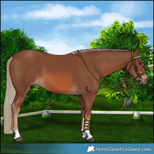Horse Color:Chestnut Mushroom