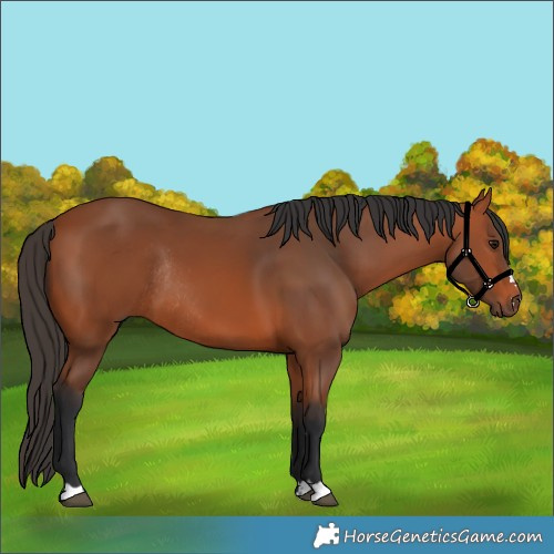 Horse Color:Bay Rabicano