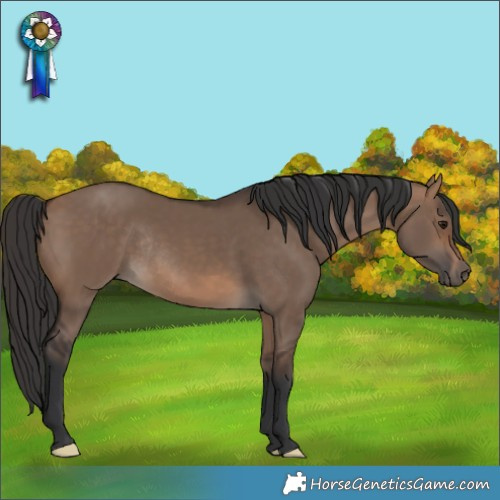 Horse Color:Brown Dun Rabicano