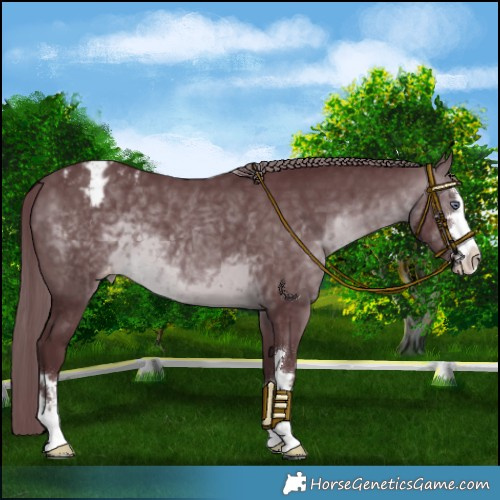 Horse Color:Chocolate Brown Chinchilla Varnish 