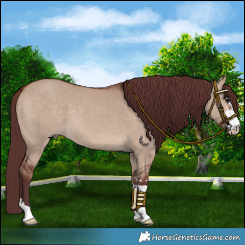 Horse Color:Chocolate Brown Dun 