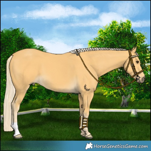 Horse Color:Palomino