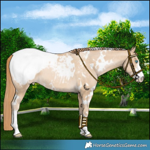 Horse Color:White Spotted Chocolate Buckskin Pearl Sabino Snowcap