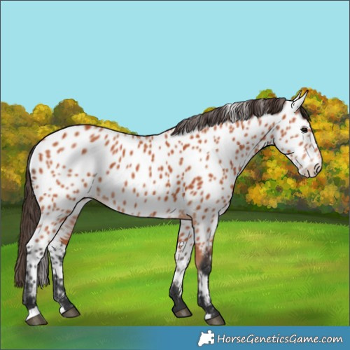Horse Color:Bay Near Leopard 