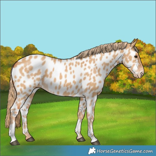 Horse Color:Red Dun Tobiano Near Leopard
