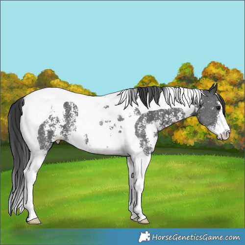 Horse Color:Black Sabino Tobiano